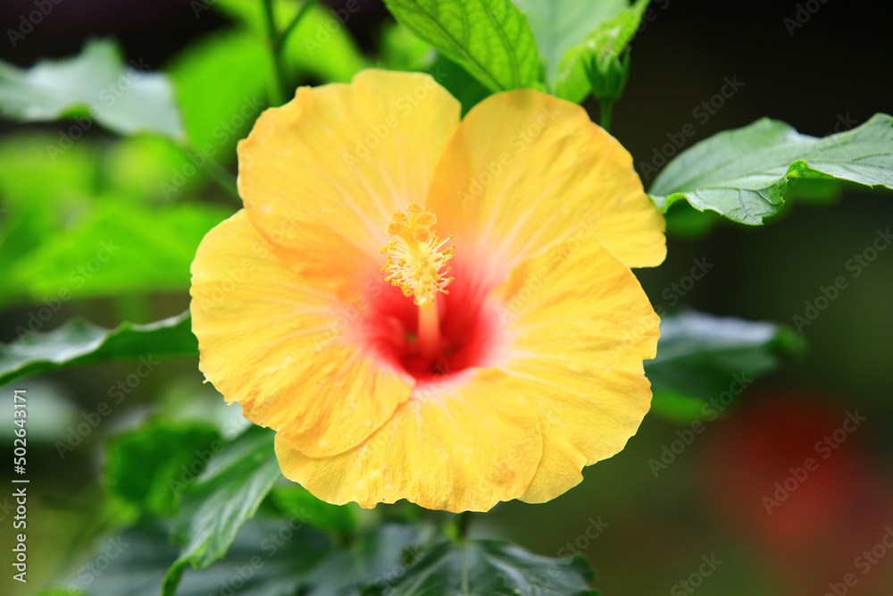 beautiful view of blooming yellow Chinese Hibiscus(China Rose) flower,close-up of yellow flower blooming in the garden
beautiful view of blooming yellow Chinese Hibiscus(China Rose) flower,close-up of yellow flower blooming in the garden
