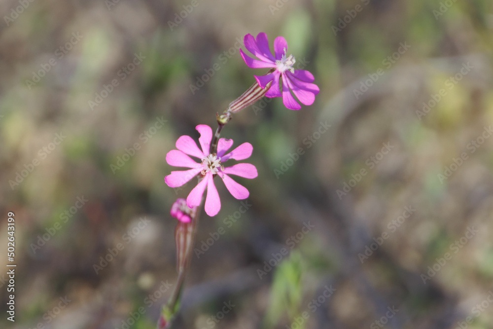 The pink species Silene colorata The pink species Silene colorata