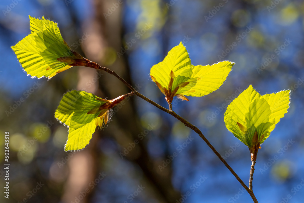 Obraz premium The arrival of spring, the vegetation cycle of plants. Bright green, small leaves of alder (Alnus incana) on a blurred natural background on a sunny spring day.