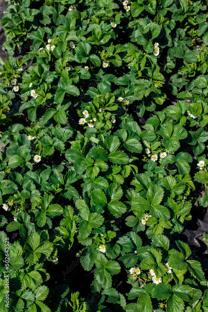 wild strawberries bloom in nature wild strawberries bloom in nature