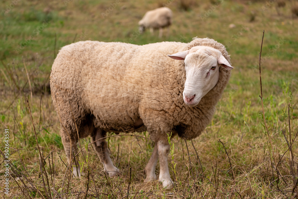 White sheep grazes in the meadow White sheep grazes in the meadow