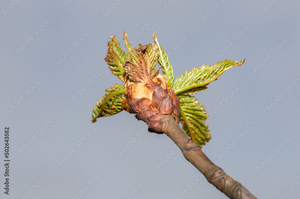 Leaf bud of the  Aesculus x carnea, or red horse-chestnut in spring.