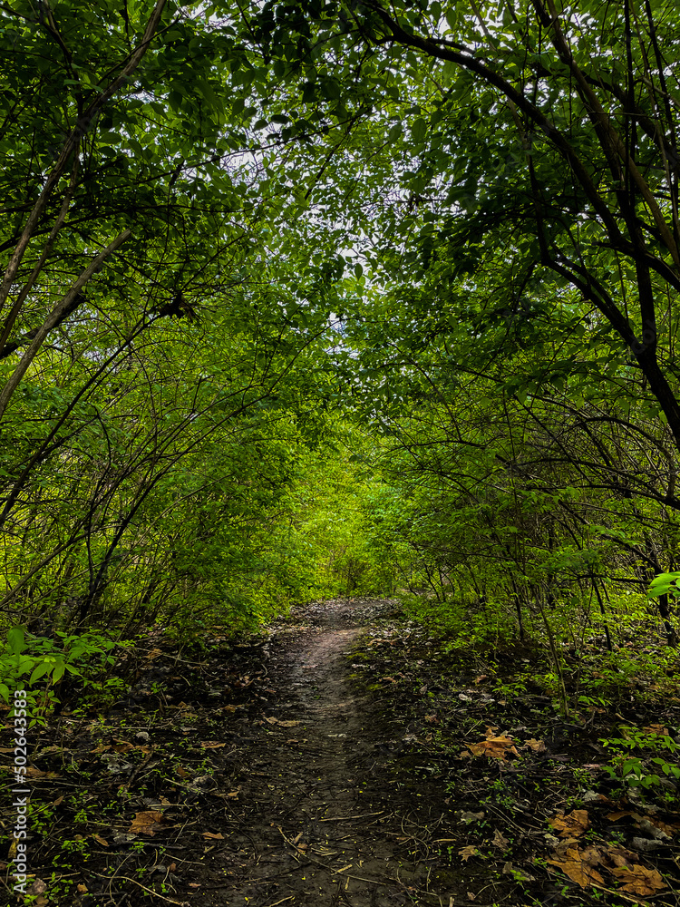 Fototapeta premium path in the woods
