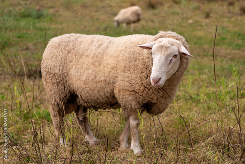 White sheep grazes in the meadow