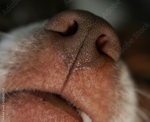 Close up of a dogs nose.