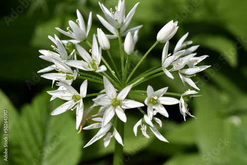 Nahaufnahme von Bärlauchblüten