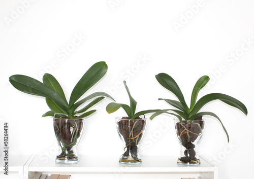 Three orchids without flowers on a shelf