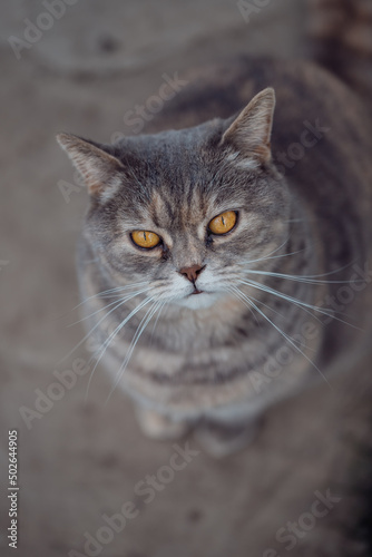 Cat with beautiful yellow eyes © Serega