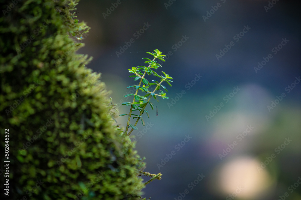 moss on tree moss on tree