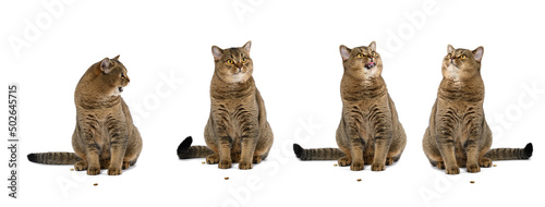 Adult purebred Scottish straight cat sits on a white background. Animal with different emotions, funny, sad, angry and curious