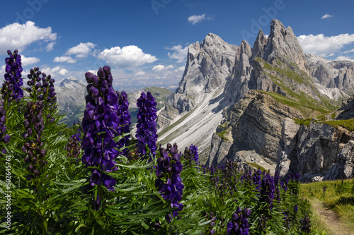 Close up of a bush of purple wolfsbane flowers, with the Seceda plateau and the Odle mountain range in the background