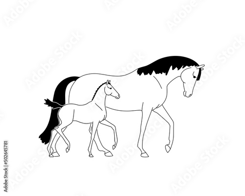 Simple vector drawing of a mare and foal