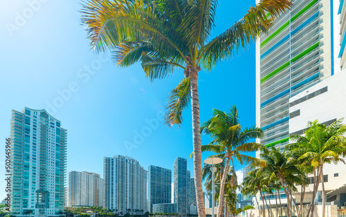 Palm trees and skyscrapers in Miami Riverwalk on a sunny day