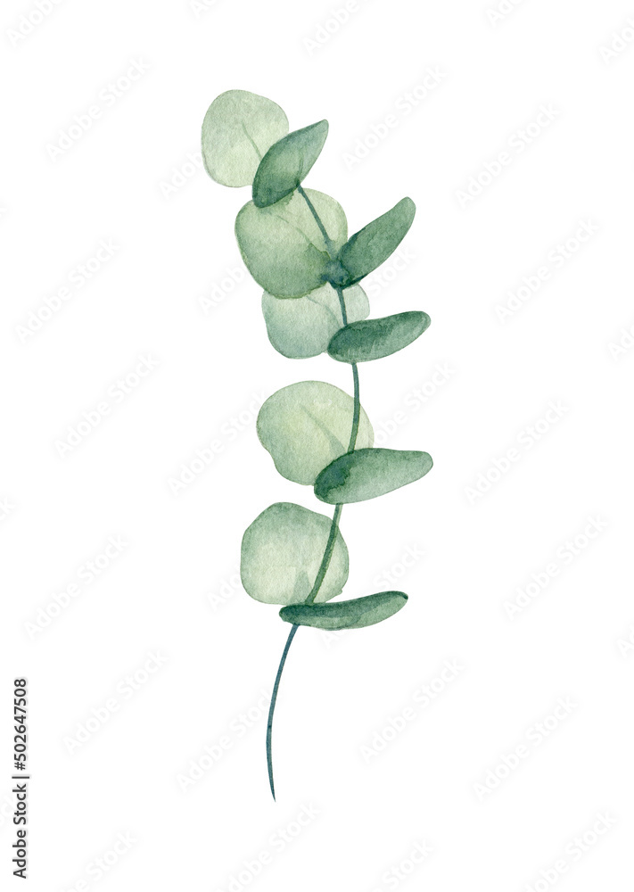 Green eucalyptus leaf. Watercolor illustration isolated on white. Green eucalyptus leaf. Watercolor illustration isolated on white.