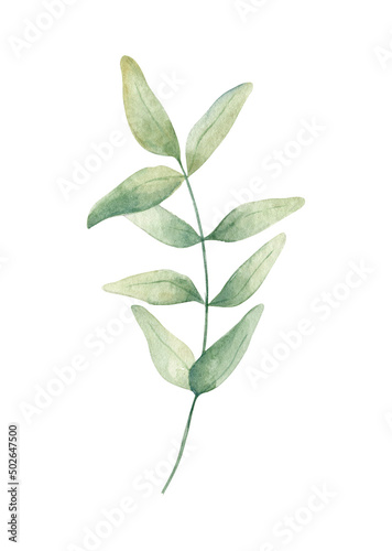 Watercolor illustration of green leaf  twig  branch isolated on white  background.