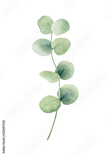 Green eucalyptus leaf. Watercolor illustration isolated on white.
