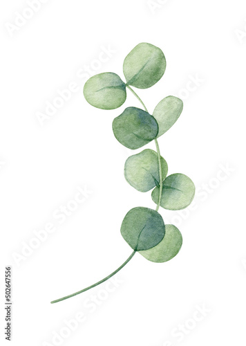 Green eucalyptus leaf. Watercolor illustration isolated on white. © Elena