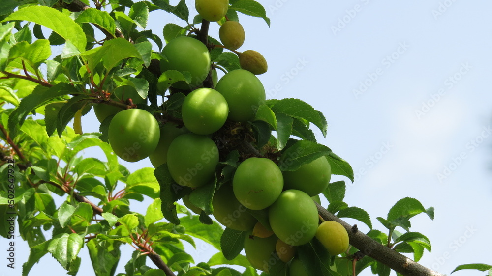 green apples on tree green apples on tree