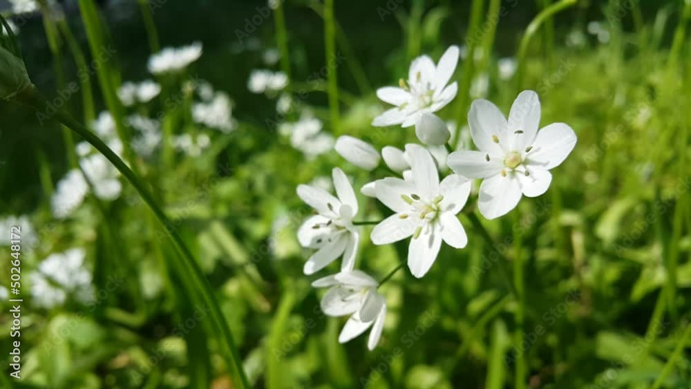 Image of a flowering plant with green leaves blooming in spring Image of a flowering plant with green leaves blooming in spring
