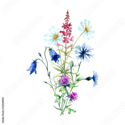 Fototapeta Naklejka Na Ścianę i Meble -  Watercolor bouqeut of Chamomile, Bluebell Flower, pink fireweed, Cornflower, Red Clover isolated on a white background.