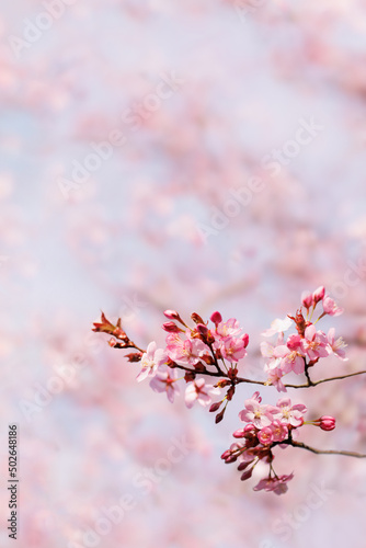 Spring Cherry blossoms, Sakura pink flowers. Copy space.