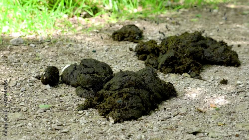 Swarm of flies on fresh horse manure take off in slow motion Swarm of flies on fresh horse manure take off in slow motion