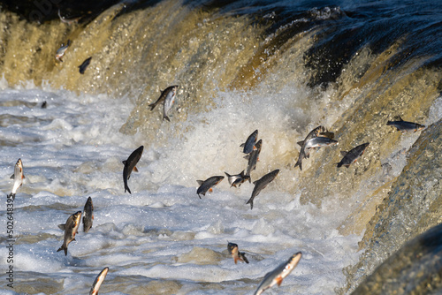 Photos Fishes go for spawning upstream