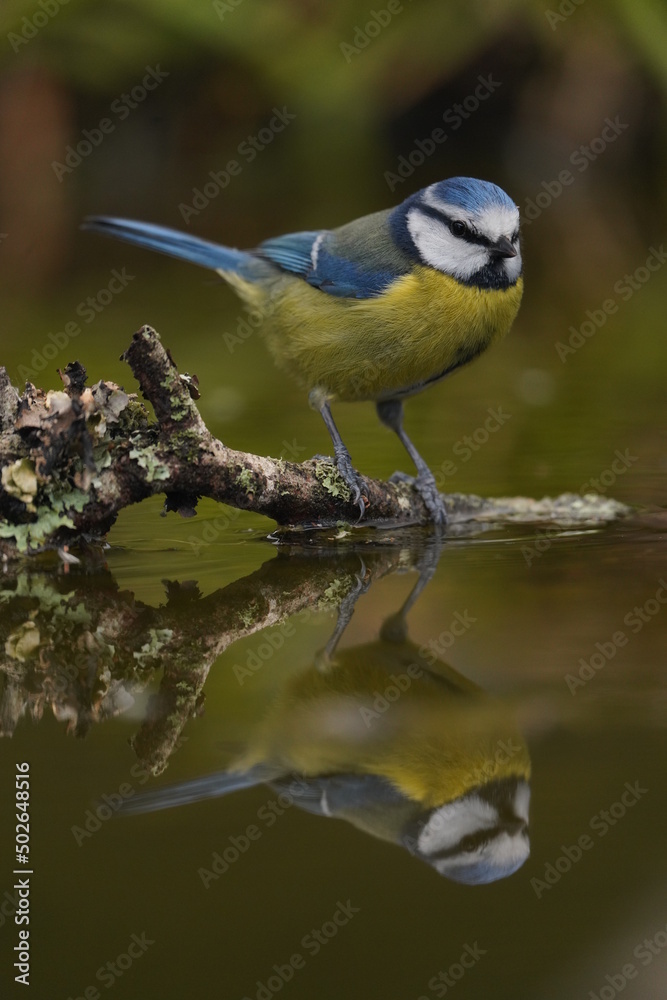 Reflejo de herrerin en el agua. Reflejo de herrerin en el agua.