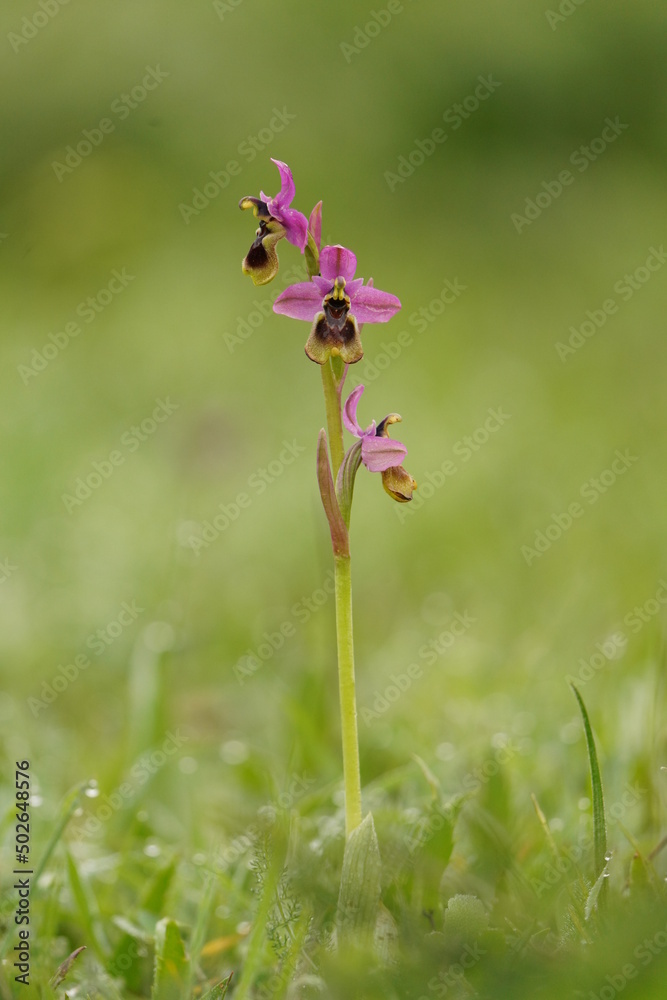 Orquidea, Sierra de Grazalema. Orquidea, Sierra de Grazalema.