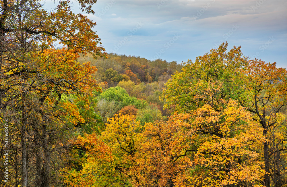 Grove Nightingales in Bryansk. Russia