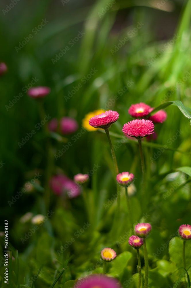 Bright flowers spring daisies in green grass.