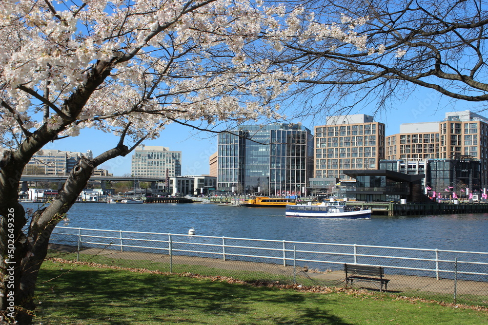 Naklejka premium Boats Docked Cherry Blossom Trees The Wharf Waterfront DC