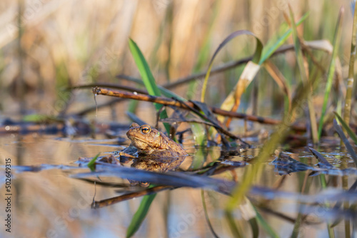 A large green frog in its natural habitat. Amphibian in water. Beautiful toad frog. Nice bokeh. © Roman Bjuty