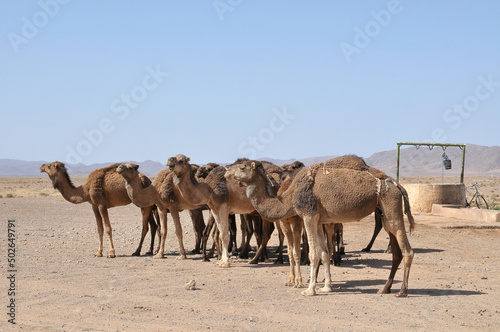 Camellos junto a un pozo de agua en la des  rtica regi  n de Souss Massa Draa en el sur de Marruecos