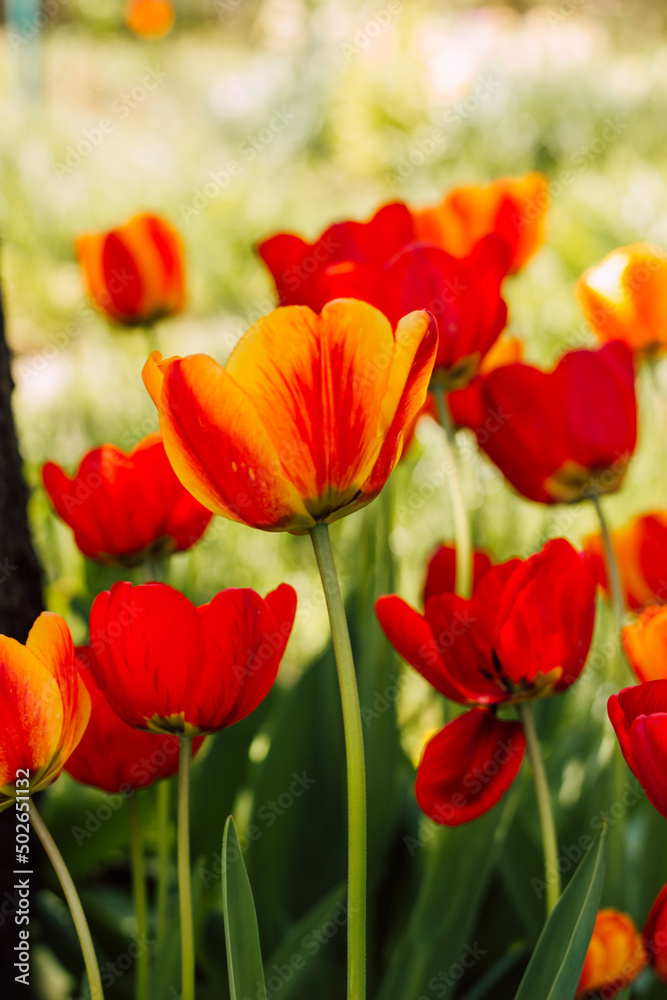 A field with beautiful blooming red tulips in spring