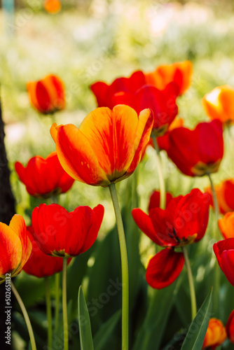 A field with beautiful blooming red tulips in spring