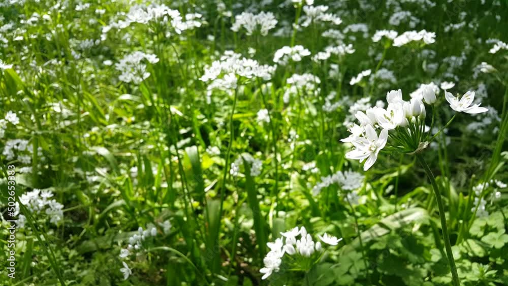 Image of a flowering plant with green leaves blooming in spring Image of a flowering plant with green leaves blooming in spring