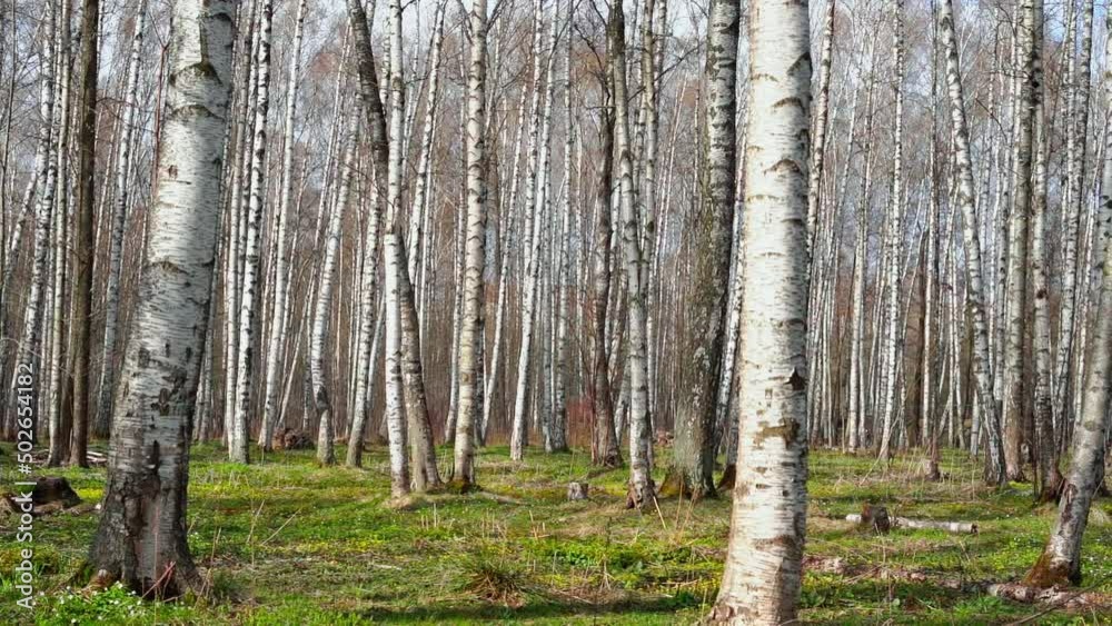 Panorama of a birch grove on green grass in a natural park in cloudy weather, the first days of spring, green leaves begin to appear, nobody Panorama of a birch grove on green grass in a natural park in cloudy weather, the first days of spring, green leaves begin to appear, nobody