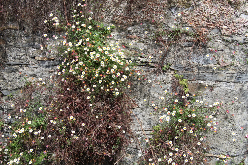 Plants growing from an old wall, Italy, Liguria Plants growing from an old wall, Italy, Liguria