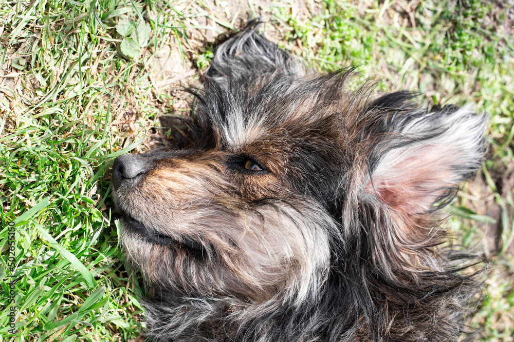 muzzle of a shaggy dog lying on the grass. Pet care