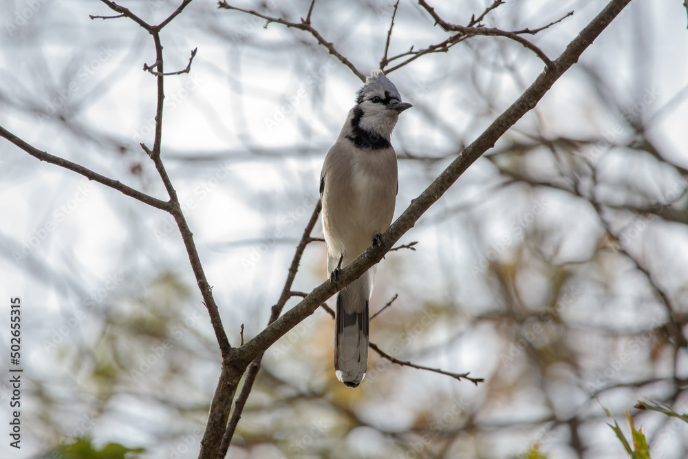 A blue jay (Cyanocitta cristata) perched on a tree branch