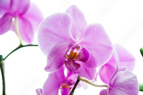 Blooming purple orchid on the white background