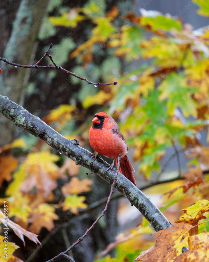 A wet northern cardinal (cardinalis cardinalis) perched on a tree branch after rain