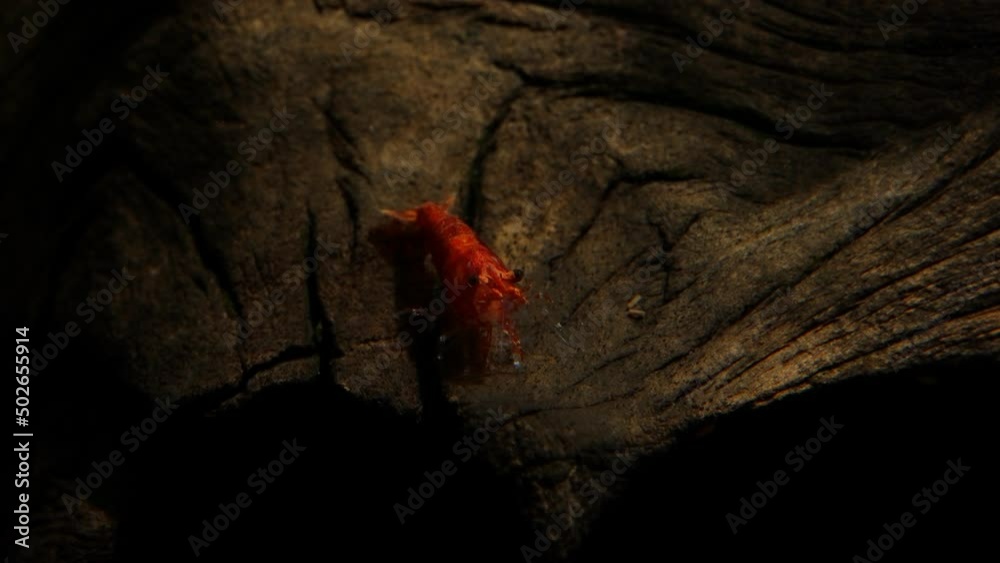 Shrimp in freshwater aquarium. Neocaridina davidi or Rili shrimp. Shrimp in freshwater aquarium. Neocaridina davidi or Rili shrimp.