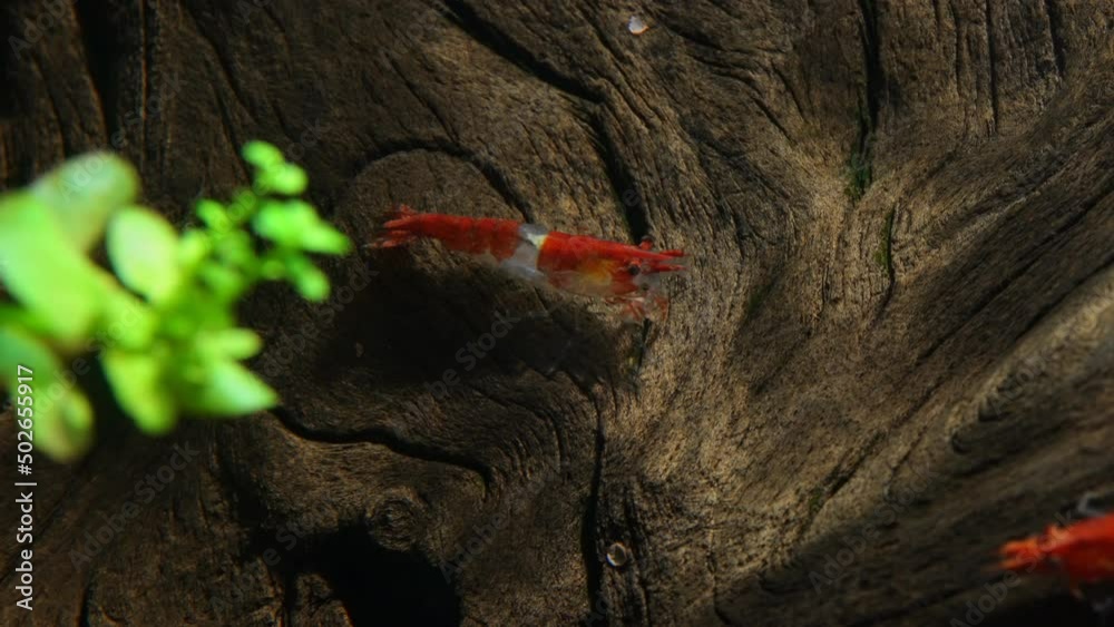 Shrimp in freshwater aquarium. Neocaridina davidi or Rili shrimp. Shrimp in freshwater aquarium. Neocaridina davidi or Rili shrimp.