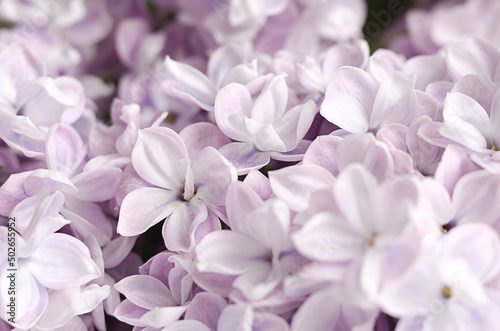 Purple lilac flowers close-up. Abstract background