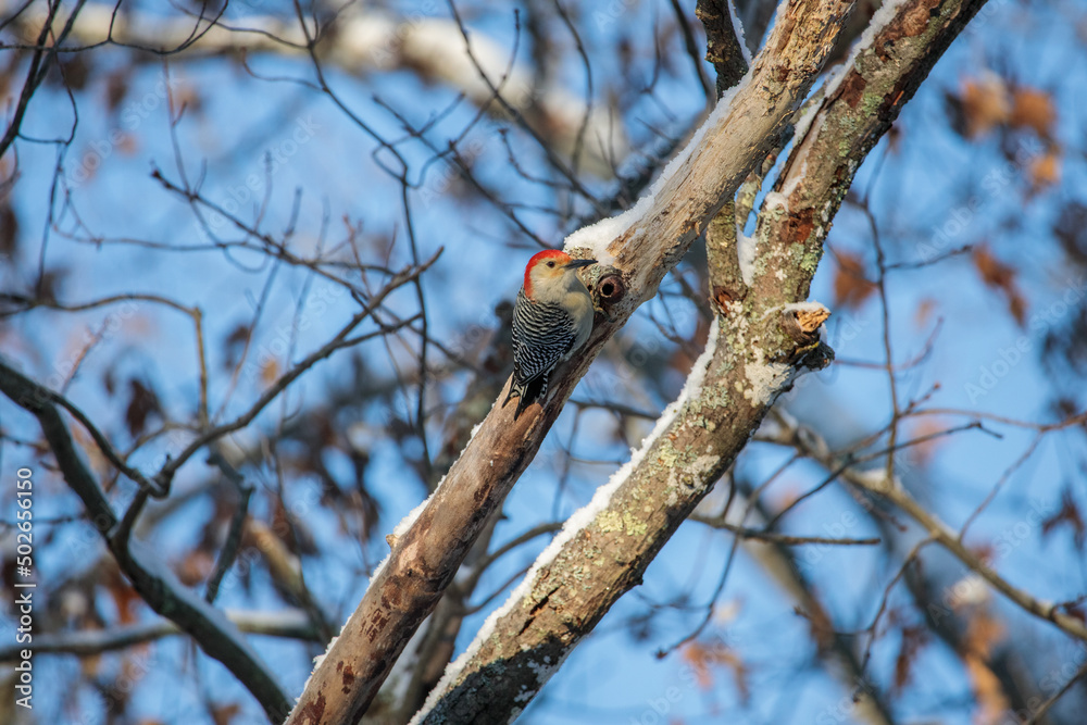 A red bellied woodpecker (Melanerpes Carolinus) perched on a tree branch in winter A red bellied woodpecker (Melanerpes Carolinus) perched on a tree branch in winter