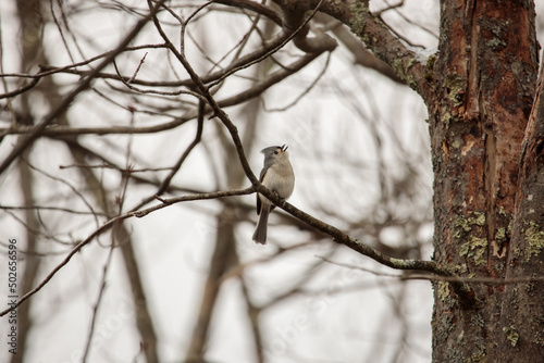 A tufted titmouse (Baeolophus bicolor) singing while perched on a tree branch 