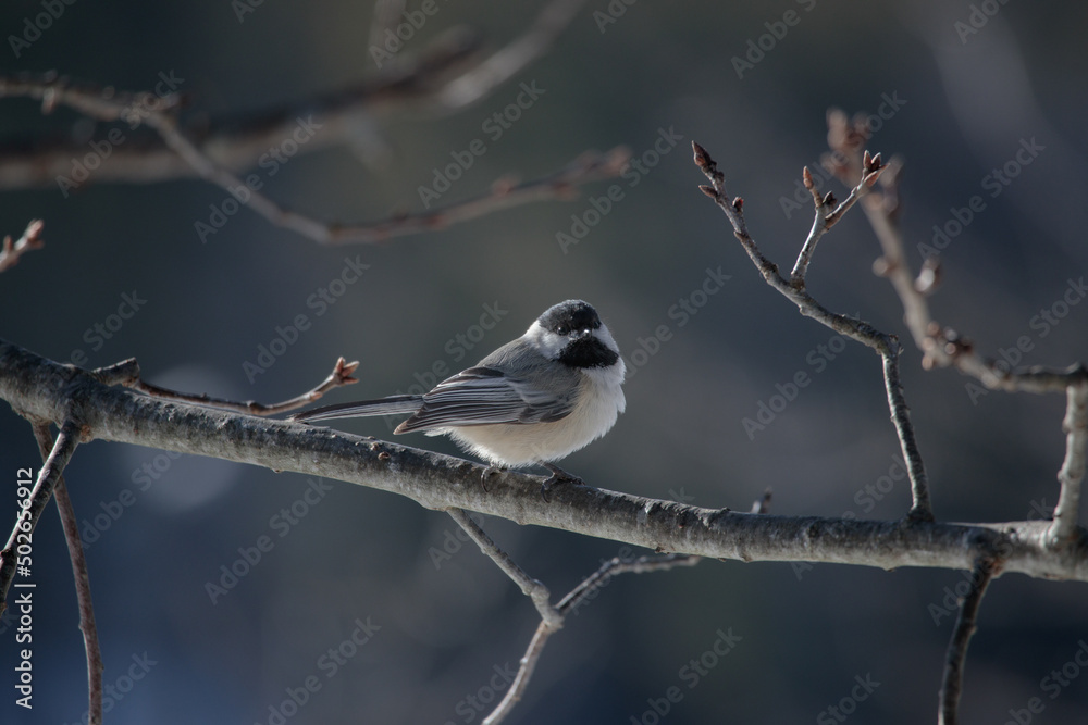 a black capped chickadee (Poecile atricapillus) hanging on a tree branch a black capped chickadee (Poecile atricapillus) hanging on a tree branch