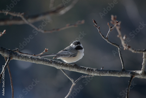 a black capped chickadee (Poecile atricapillus) hanging on a tree branch